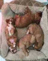 Cavapoo puppies ready to leave image 3